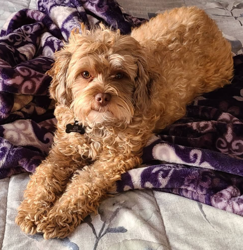 Affenpoo