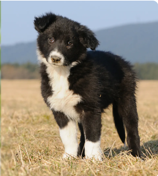 Afghan Collie