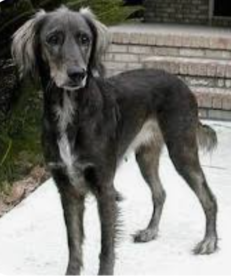 Afghan Lab