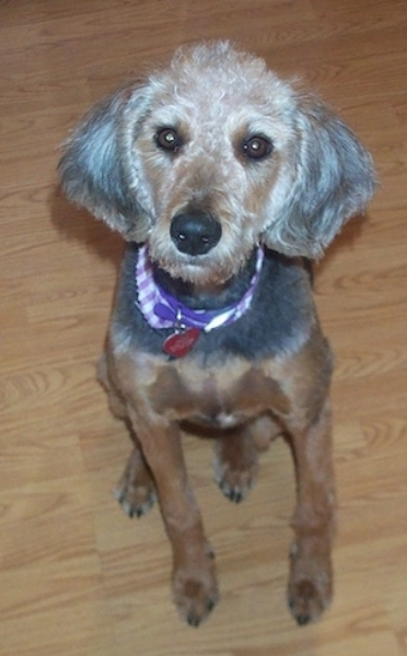 Airedoodle