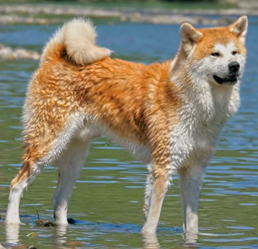 Akita Shepherd