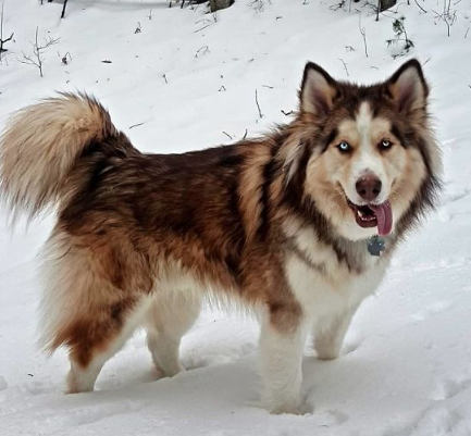 Alusky