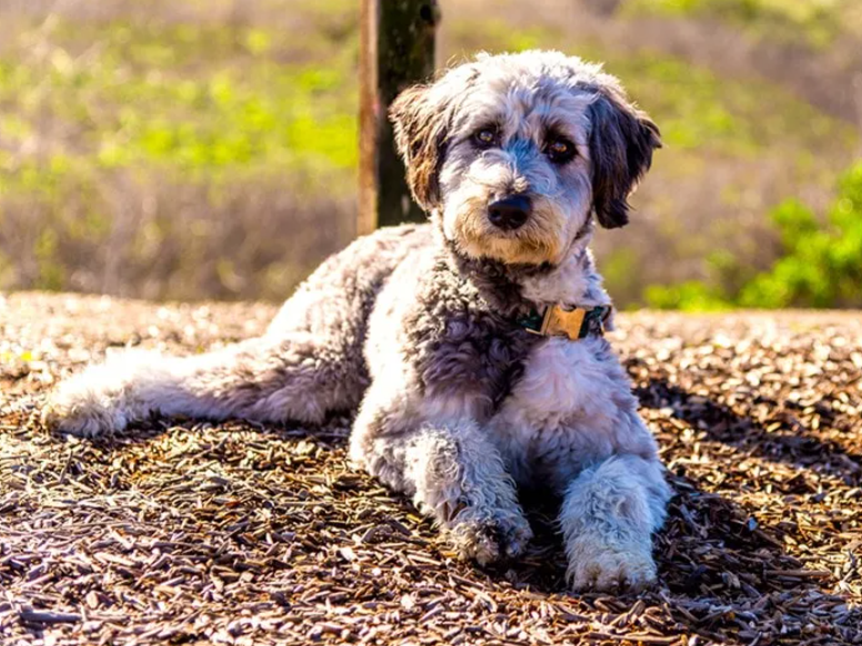 Aussiedoodle