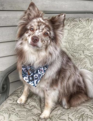 Aussiepom