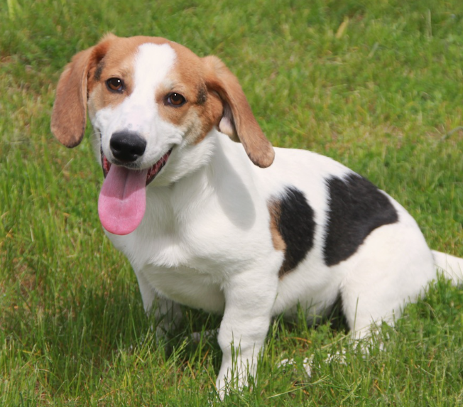 Bagle Hound