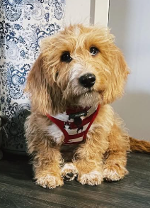 Bassetoodle