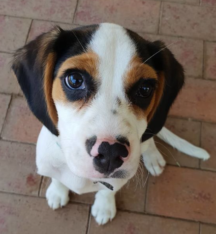 Beaglier