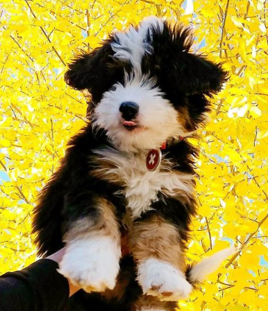 Bernedoodle