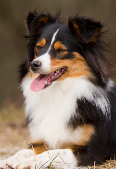 Border Sheepdog