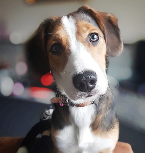 Borderbeagle