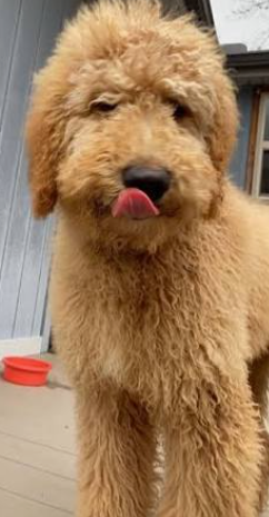 Borzoi Poodle