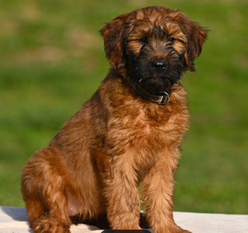 Briard Poodle
