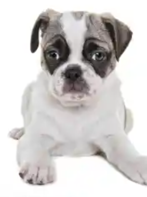 Bugg