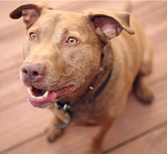 Bull Labrador