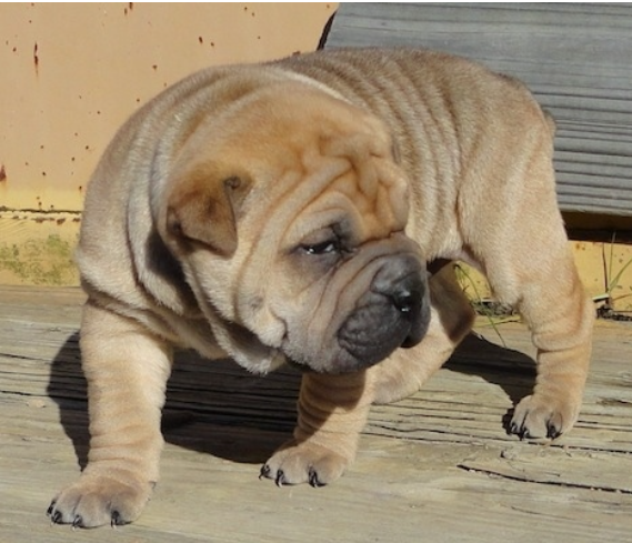 Bull Pei