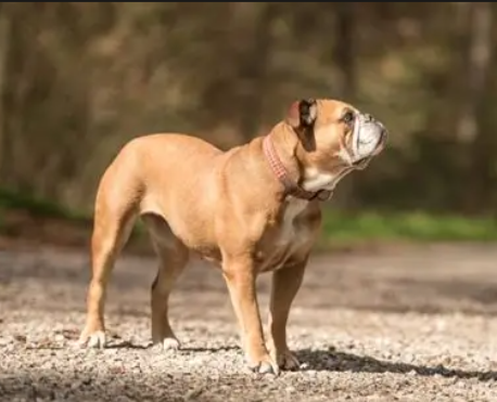Bullador