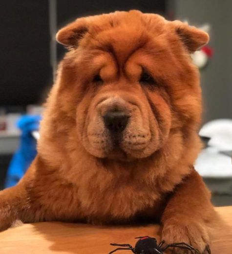 Chow Pei
