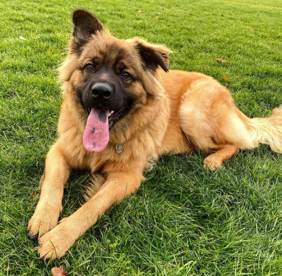 Chow Shepherd