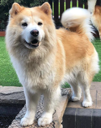 Chusky