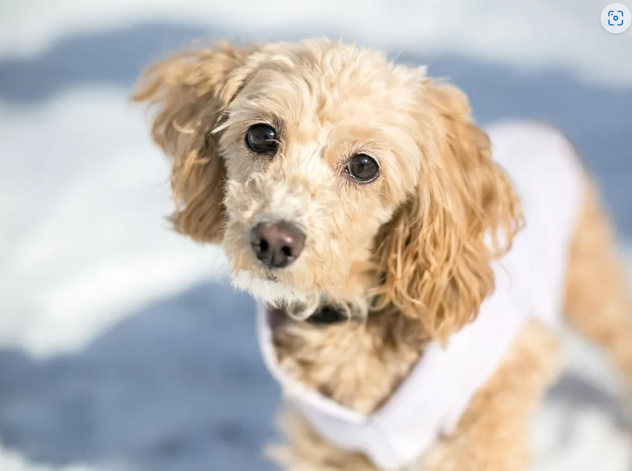 Cockapoo