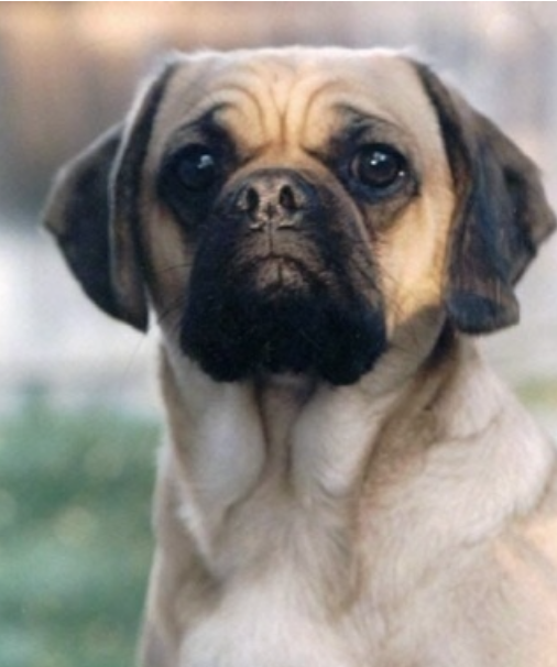 Cocker Pug