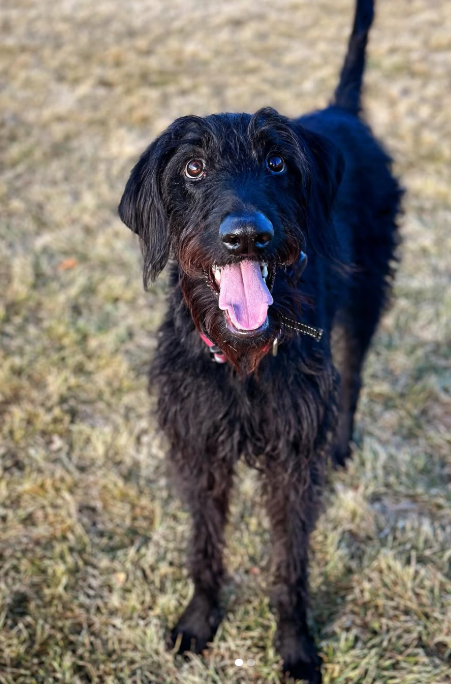 Doberdoodle