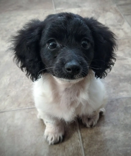 Doxiepoo