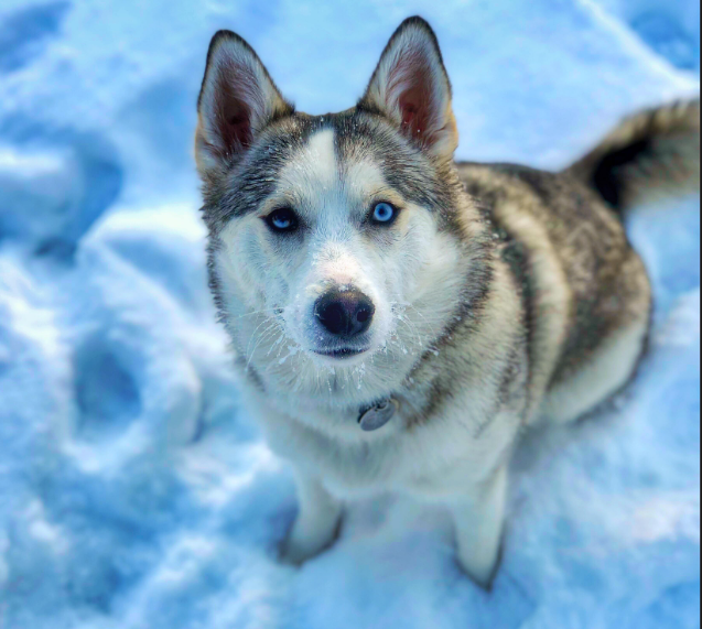Eskie Husky