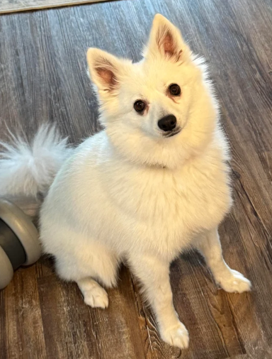 Eskimo Spitz