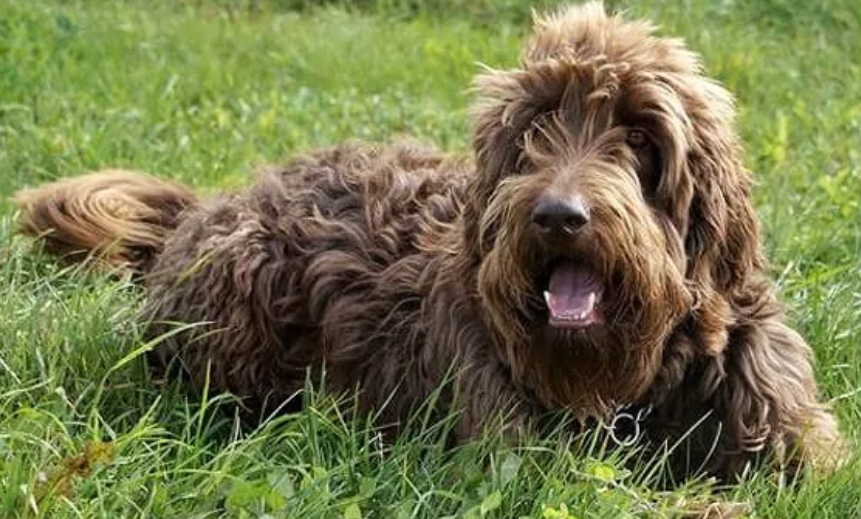 Flat-Coat Poodle