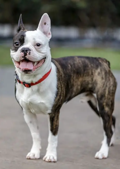 Frenchton