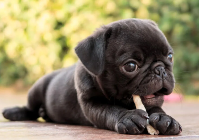 Frug