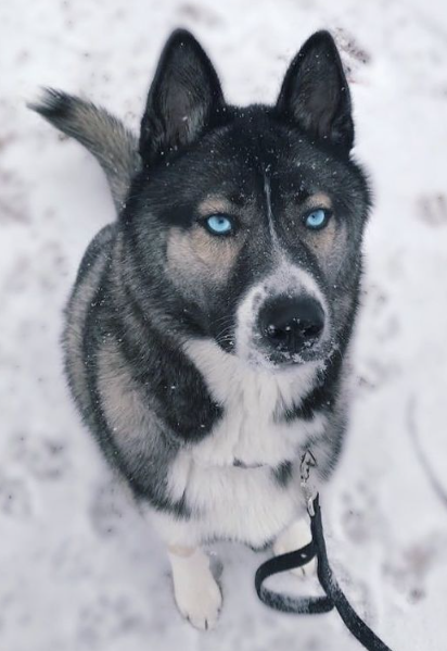 Gerberian Shepsky