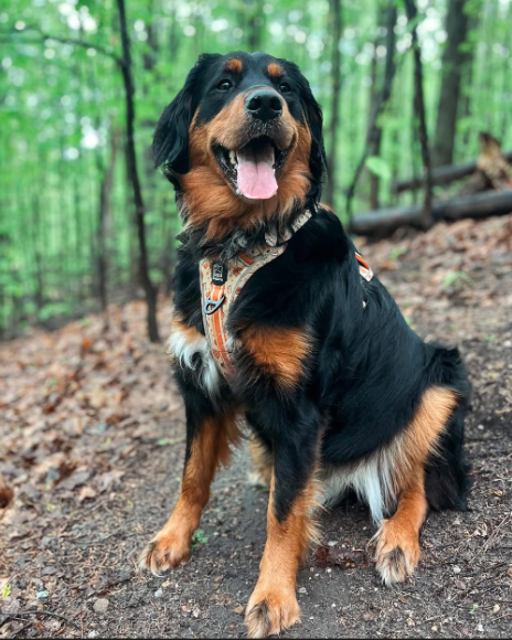 Golden Mountain Dog