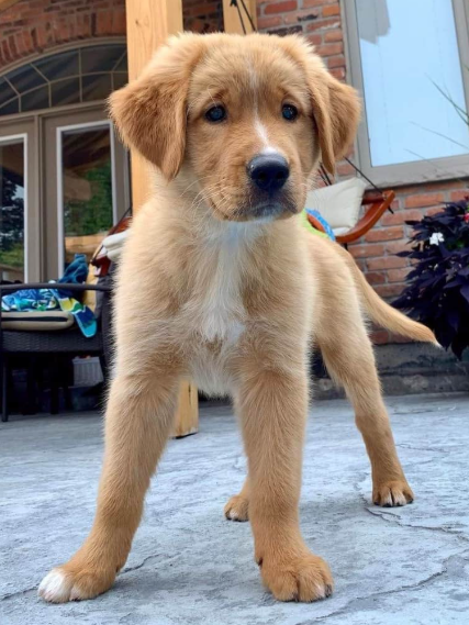 Golden Rottie