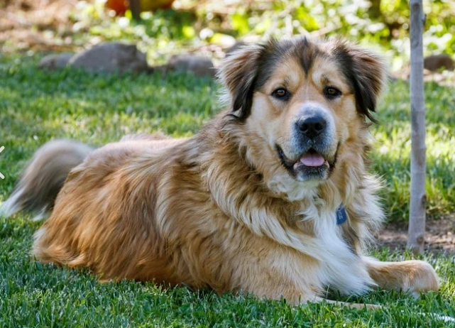 Golden Shepherd