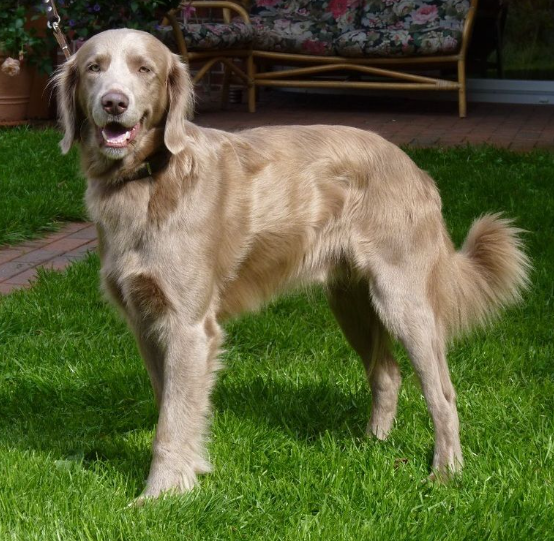 Goldmaraner