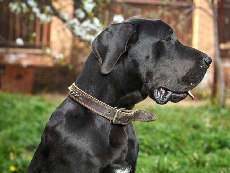 Great Labradane