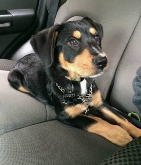 Great Swiss Rottweiler