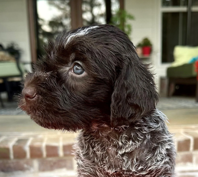 Griffon Poodle