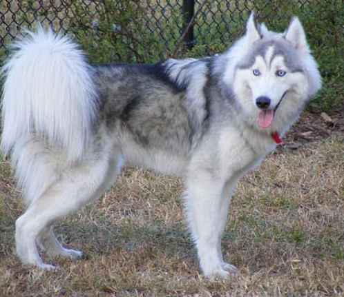 Huskimo