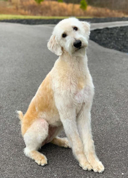 Irish Wolfadoodle