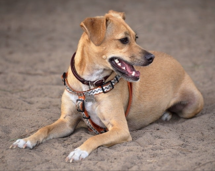 Italian Greybeagle