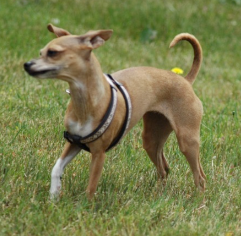 Italian Greyhuahua