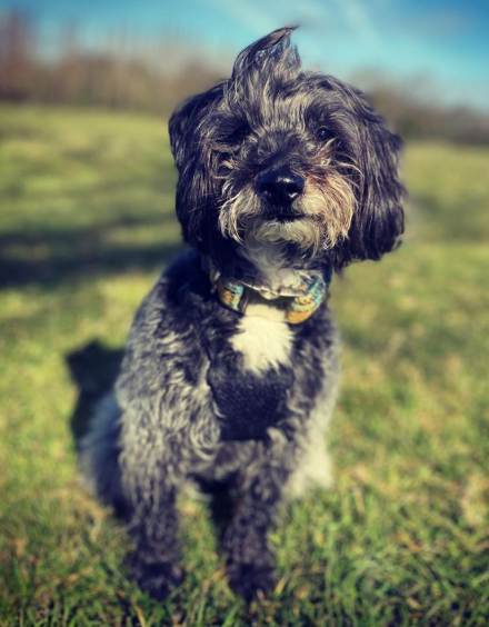 Jackadoodle