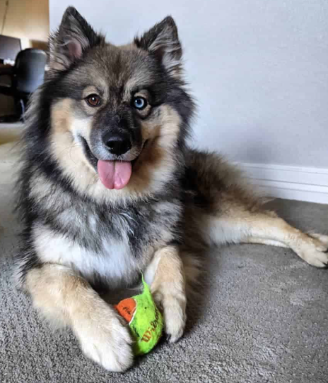 Keeshond Husky
