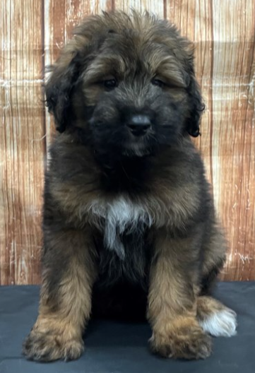 Keeshond Poodle