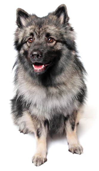 Keeshond Shepherd