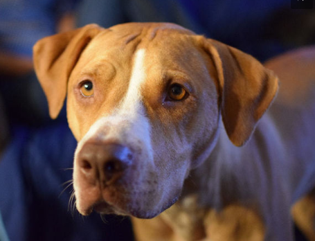Labrabull