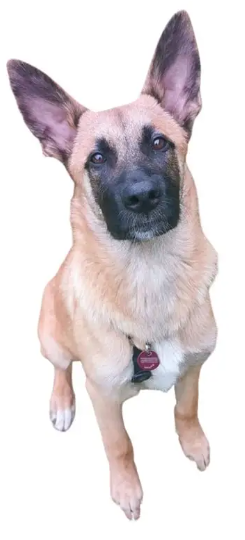 Mali-Dutchie